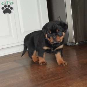 Bear, Rottweiler Puppy
